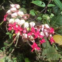 Clerodendrum × speciosum W.Bull